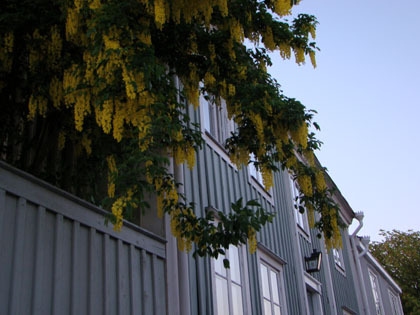 Gullregn och trähus i Karlshamn.