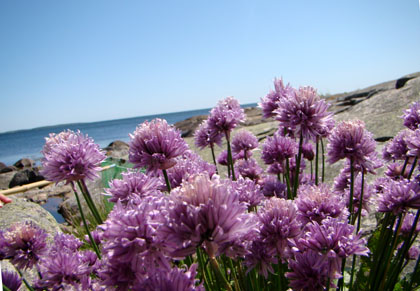 sommarbild sommarbild