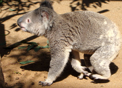 Koala i rörelse Koala i rörelse