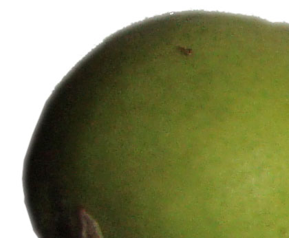 utsnitt augustipäron