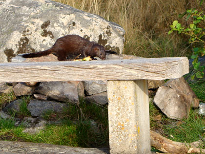 Djur vid Sternö Sandvik