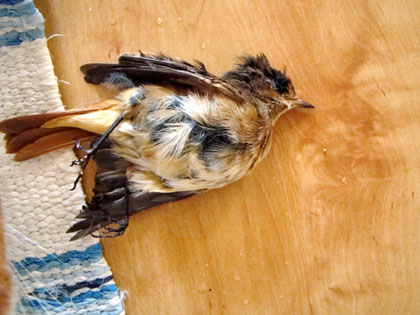 fågel fågel