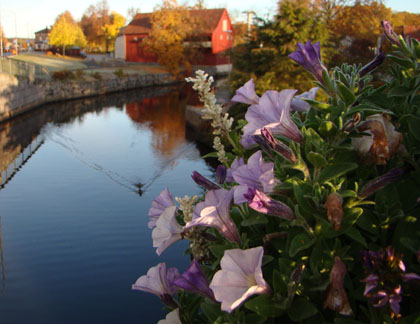 Sommarblommor om hösten, vid Mieån.