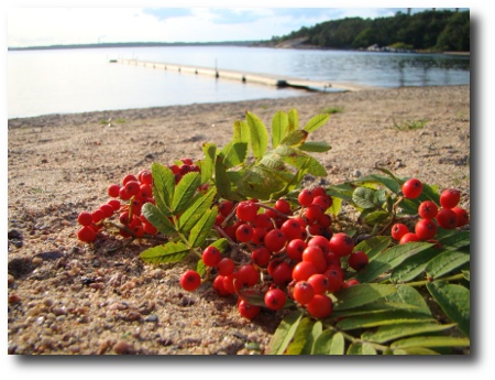 augusti - rönnbär vid Sternö Sandvik
