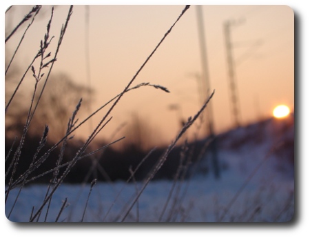 gräs i soluppgång gräs i soluppgång