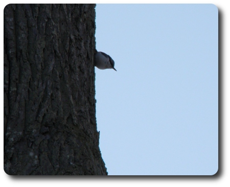 Vinter i Karlshamn - nötväcka i Bellevue