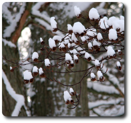 Vinter i Karlshamn - bokollon (tror jag)