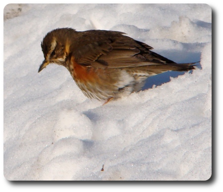 Vinter i Karlshamn - rödvingetrast
