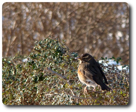 Vinter i Karlshamn - rödvingetrast