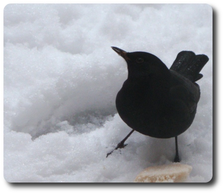 Vinter i Karlshamn - Koltrast