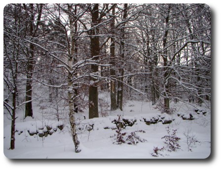 Vinter i Karlshamn - träd