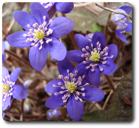 blåsippor blåsippor