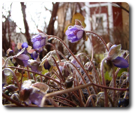 regnvåta blåsippor regnvåta blåsippor