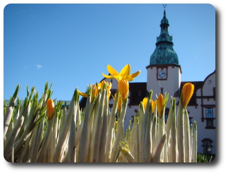 krokusar på torget i Karlshamn?