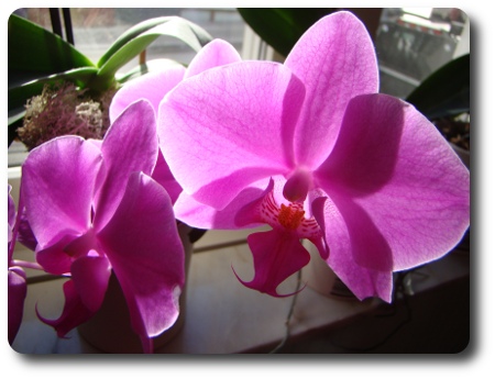 orkidéer orkidéer i fin ljus