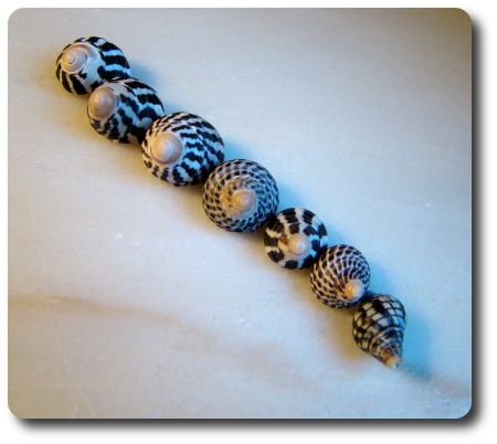 snäckor från Australien