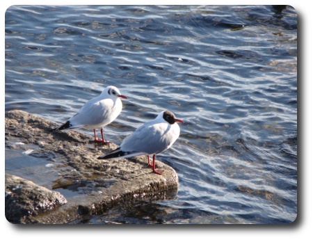 skrattmåsar, den ena i sommardräkt skrattmåsar, den ena i sommardräkt