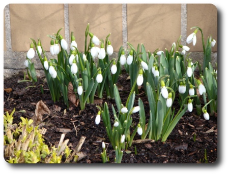 fler snödroppar fler snödroppar