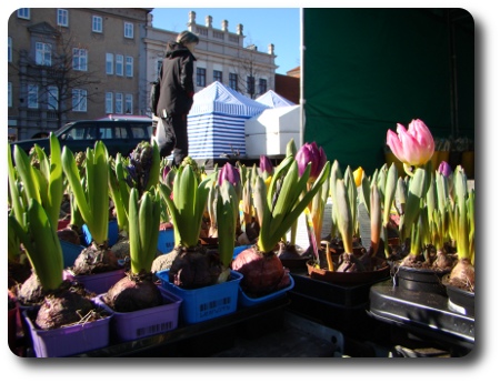 tulpaner på torget i Karlshamn