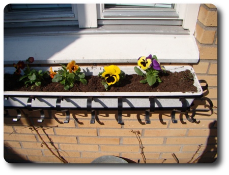 fönsterlåda med penséor balkonglåda med penséor