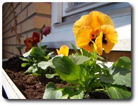 fönsterlåda med penséor