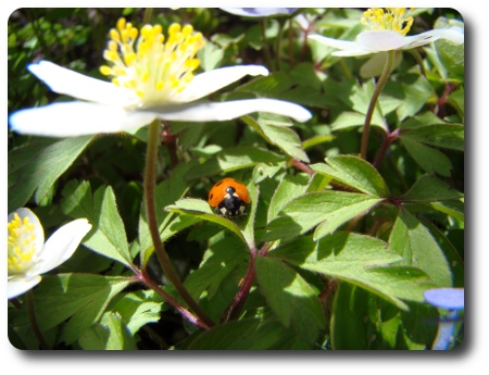 Nyckelpiga på vår gård i Karlshamn