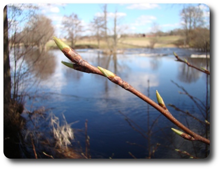 snart, snart är träden gröna