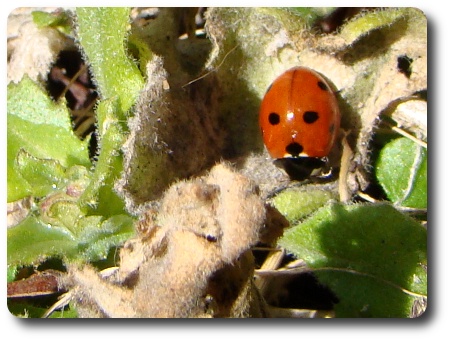 nyckelpiga nyckelpiga