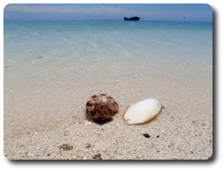 Heron Island, Stora Barriärrevet Heron Island, Stora Barriärrevet