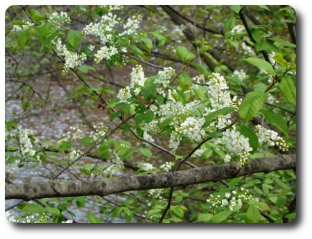 Vid strömmen i Norrköping