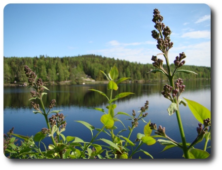 på väg att slå ut