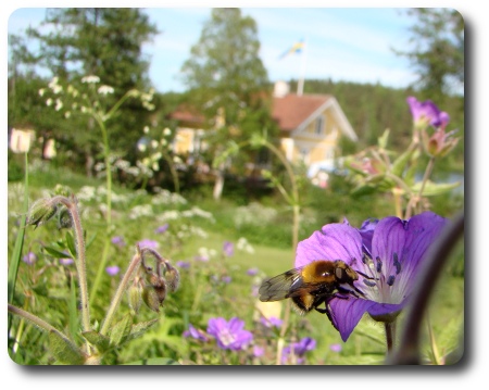 mer typ en humla, va?