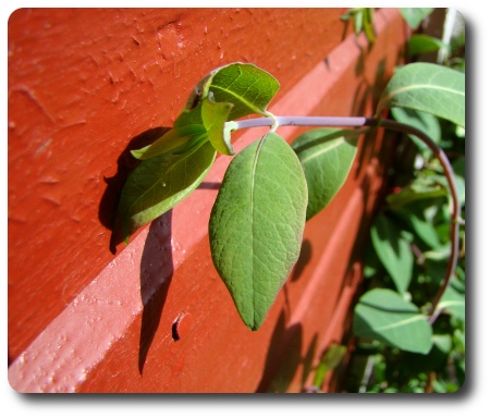 En kaprifol som inte vill blomma - varför?