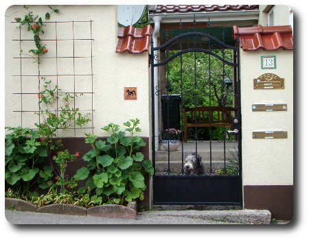 Bild från Karlshamn, med hund