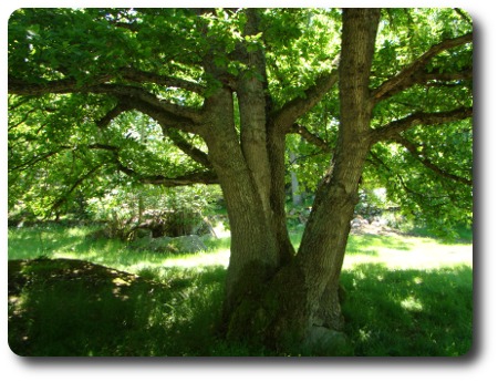 gissa ön! gissa ön!