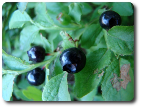 svarta blåbär