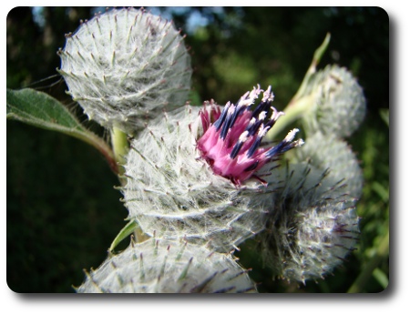 blomma