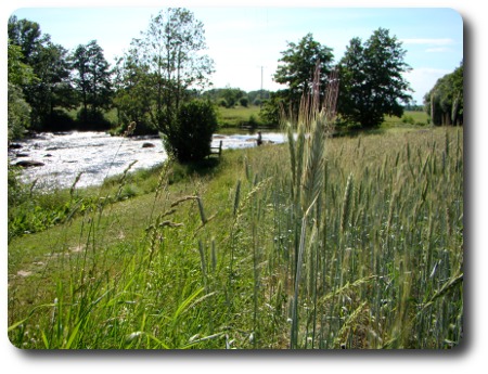 sädesstrån och Mörrumsån