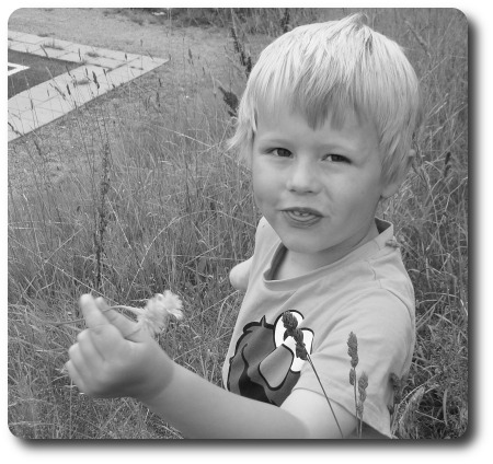 Fyraåring Fyraåring