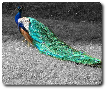 Påfågel i Kolmårdens djurpark