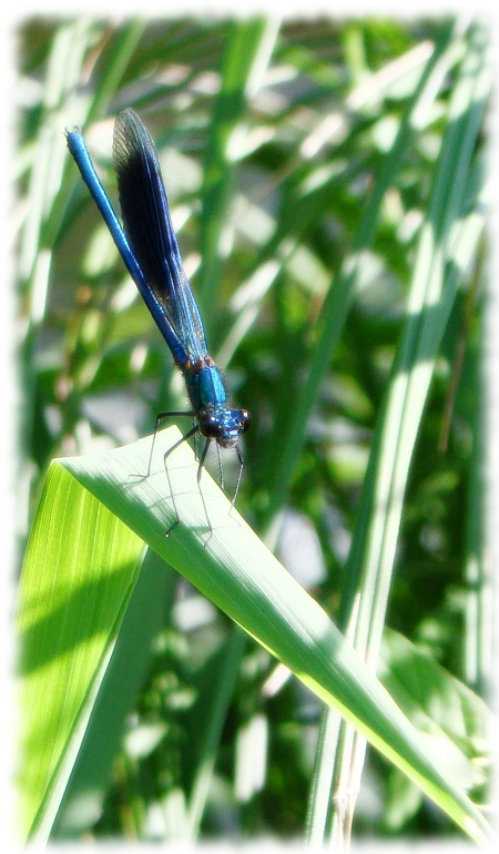 Bildredigerad trollslända vid Mörrumsån