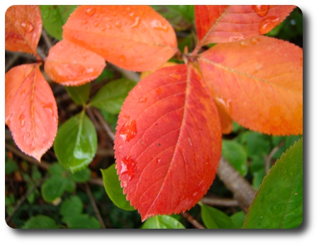 Trädgårdsväxt som skiftar färg.