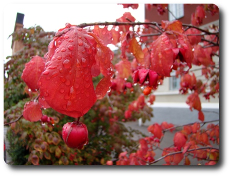 Ännu en växt jag inte vet vad den heter.