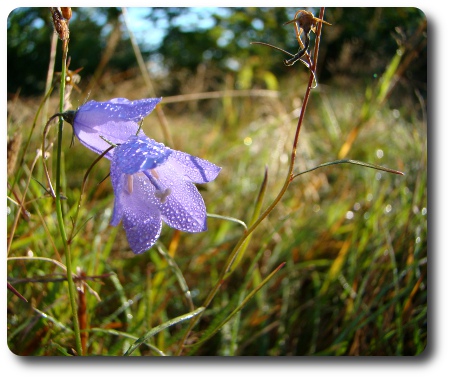 Sommarens sista blommor.