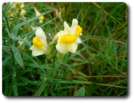 Sommarens sista blommor.