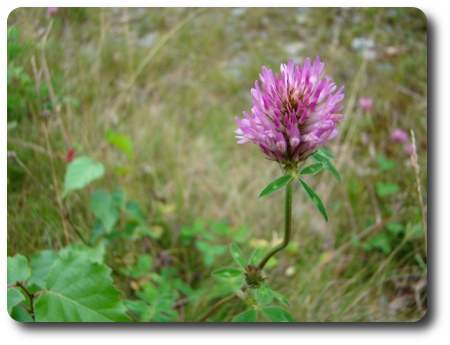 Sommarens sista blommor.