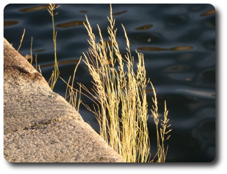 gräs och hav i Karlshamn