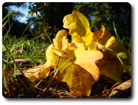 Höstfärger Höstfärger