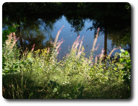 Överblommade mjölkört vid Mieån