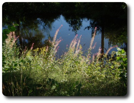 Överblommade mjölkört vid Mieån